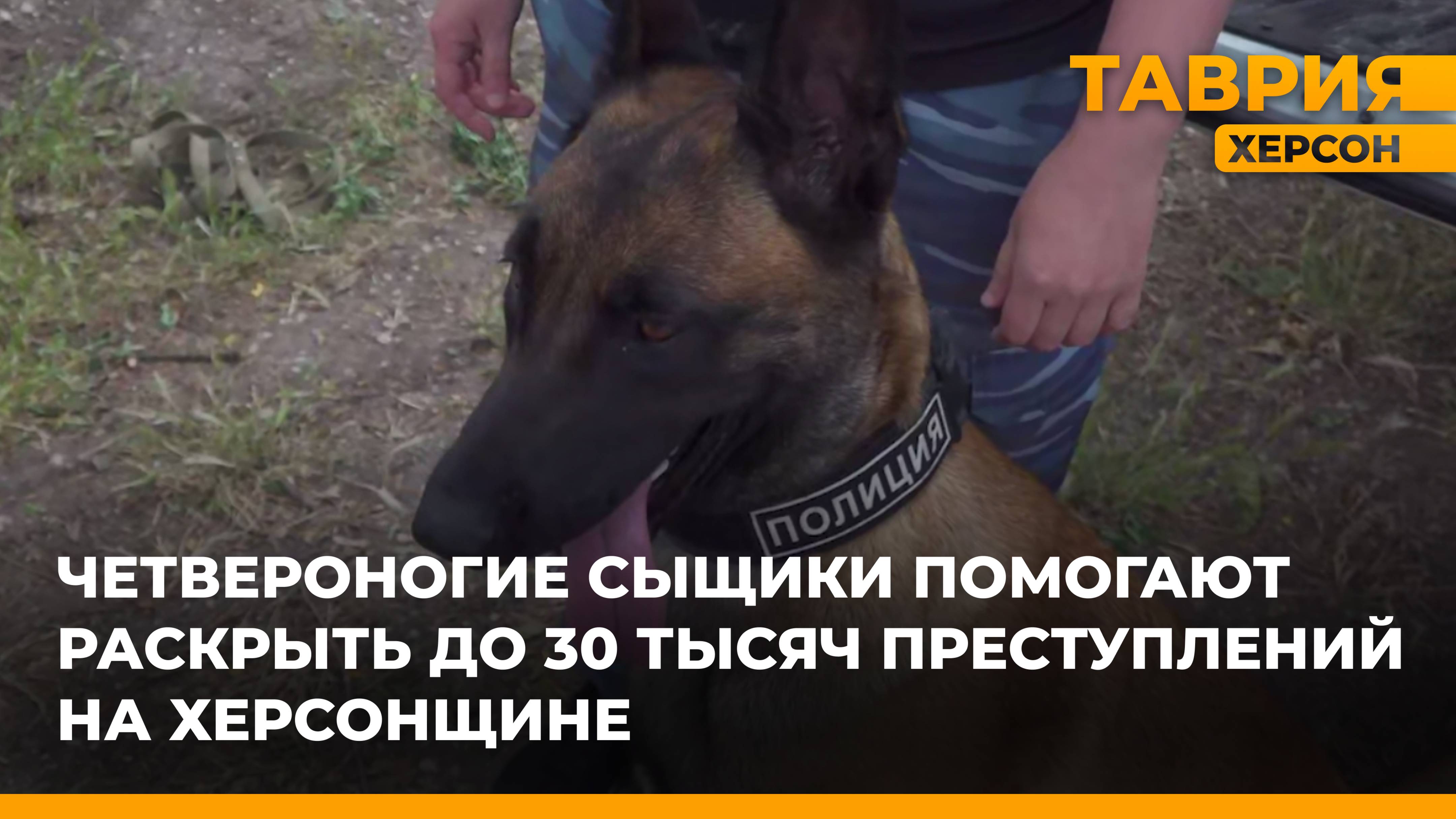 Четвероногие сыщики помогают раскрыть до 30 тысяч преступлений на Херсонщине