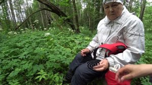 Прогулка в лес, лисички и земляника. 23 июня 2025