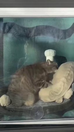 мой кот готовить