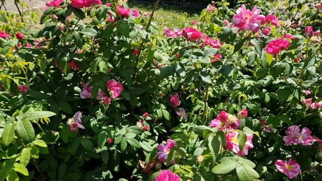park-roses
парковые розы - самые неприхотливые розы, всегда откликаются на уход и подкомку.