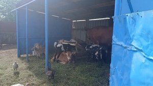 Новости подворья