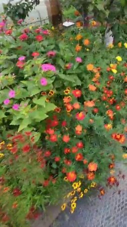 1000548167.mp4бабушкин цветник