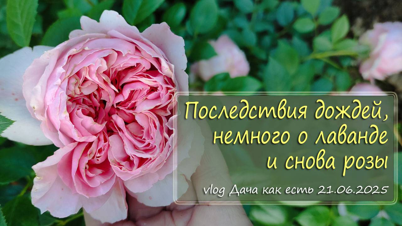 Что в парниках? Последствия дождей, немного о лаванде и снова розы / vlog дача как есть 21.06.2025