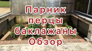 Парник с перцами и баклажанами
Обзор