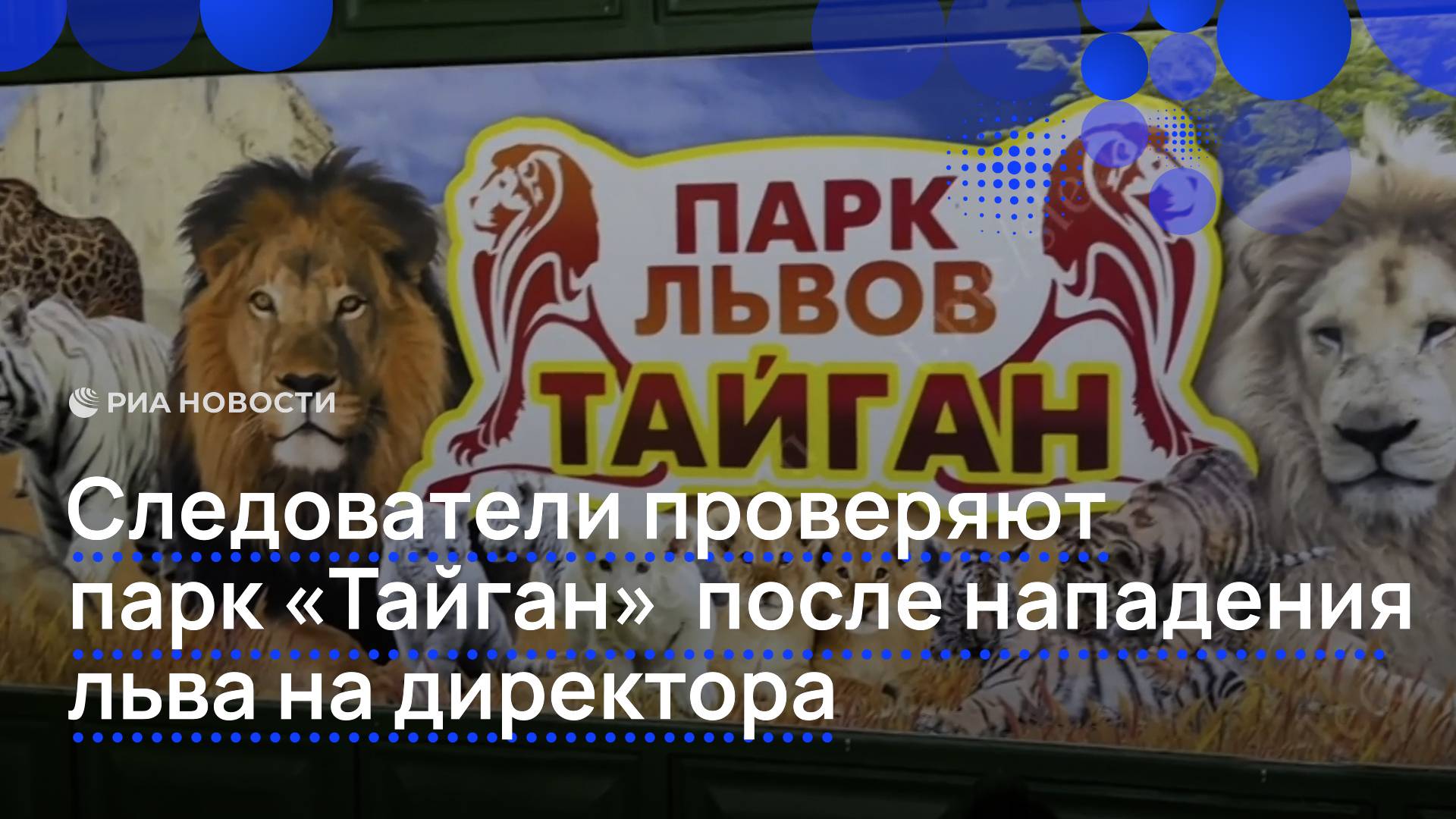 Следователи проверяют парк "Тайган" после нападения льва на директора