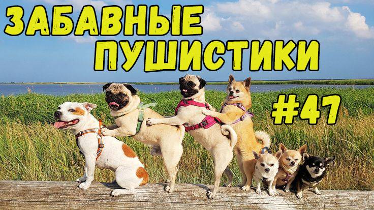 Я РЖАЛ ДО СЛЕЗ 😹 СМЕШНЫЕ КОШКИ И СОБАКИ  СМЕШНЫЕ ЖИВОТНЫЕ 2025 😹 ЛУЧШИЕ ПРИКОЛЫ #47