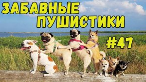 Я РЖАЛ ДО СЛЕЗ 😹 СМЕШНЫЕ КОШКИ И СОБАКИ  СМЕШНЫЕ ЖИВОТНЫЕ 2025 😹 ЛУЧШИЕ ПРИКОЛЫ #47