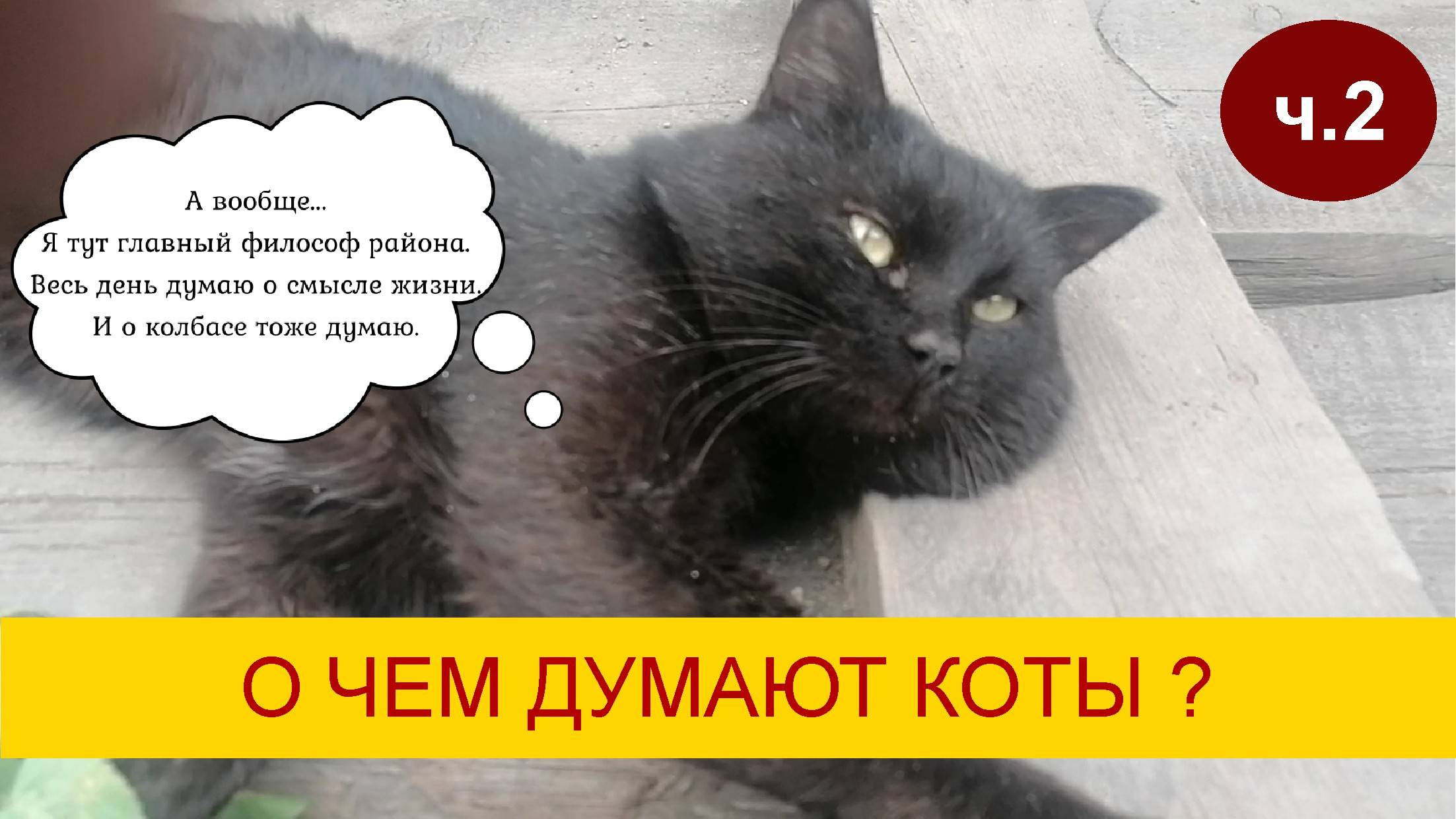 О чем думают коты. Часть 2
Гости нашего канала: кот Сима и собака Люся