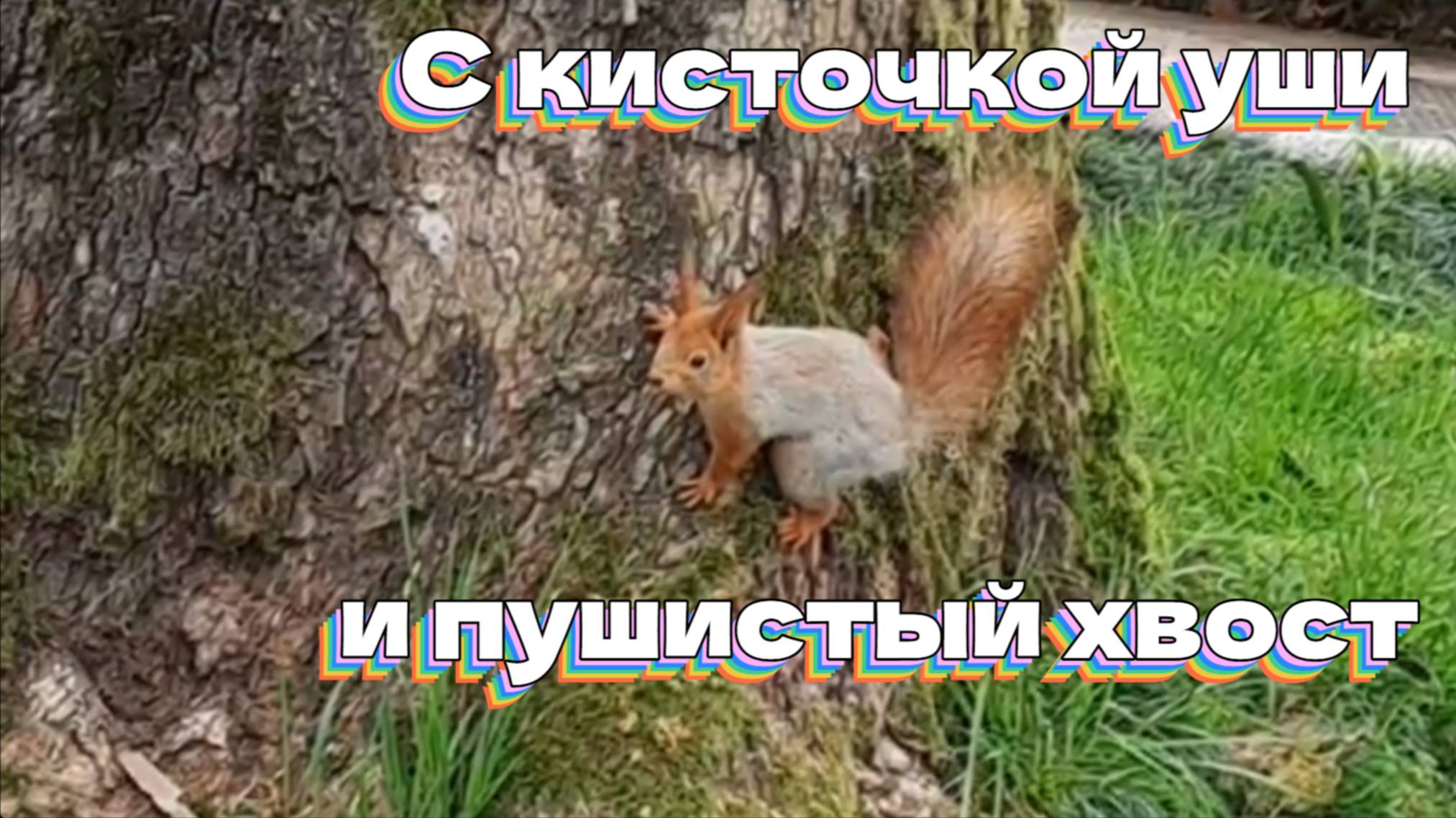 С кисточкой уши и пушистый хвост!