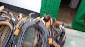 мулы Шафран и Ясный, рабочая упряжь