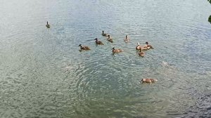 Кормим уточек на Новом озере🦆🦆