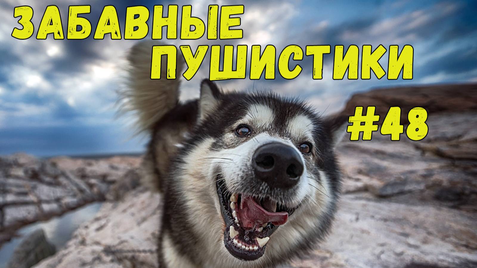 Я РЖАЛ ДО СЛЕЗ 😹 СМЕШНЫЕ КОШКИ И СОБАКИ  СМЕШНЫЕ ЖИВОТНЫЕ 2025 😹 ЛУЧШИЕ ПРИКОЛЫ #48