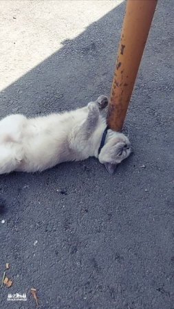 Кошка отдыхает 😼