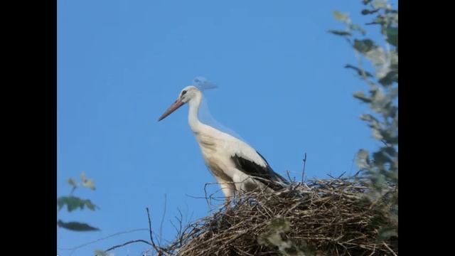 Аисты села Хотылево