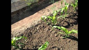 О пасынках у кукурузы