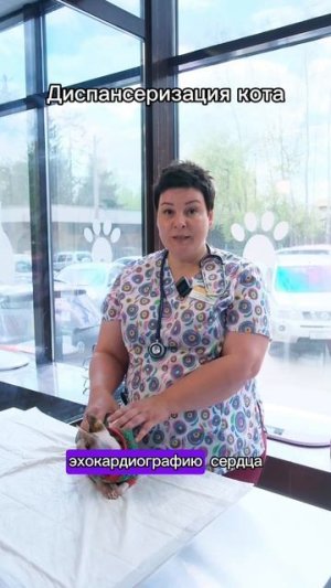 Чек-ап для кота 🐱 Зачем нужна диспансеризация и как она проходит