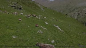 Музыка-подарок для ценителей природы и отдыха - Мешок муки -- POVALISHIN DIVISION -- Выпускайте Крак