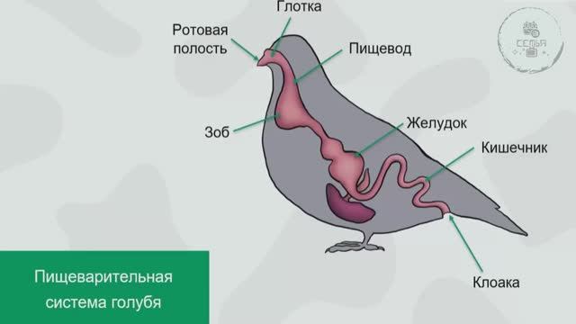 УРОКИ БИОЛОГИИ НА ТЕМУ МНОГОКЛЕТОЧНЫЕ ЖИВОТНЫЕ КЛАСС ПТИЦЫ ДЛЯ УЧЕНИКОВ И УЧИТЕЛЕЙ