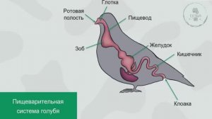 УРОКИ БИОЛОГИИ НА ТЕМУ МНОГОКЛЕТОЧНЫЕ ЖИВОТНЫЕ КЛАСС ПТИЦЫ ДЛЯ УЧЕНИКОВ И УЧИТЕЛЕЙ