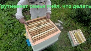 22 июня 2025 года Работа на пасеке, отрутневела семья, будем разбираться, и проводить другие работы.