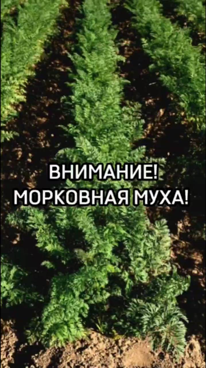 Теперь избавиться от морковной мухи легко!
