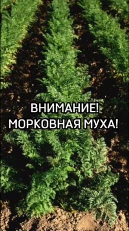 Теперь избавиться от морковной мухи легко!