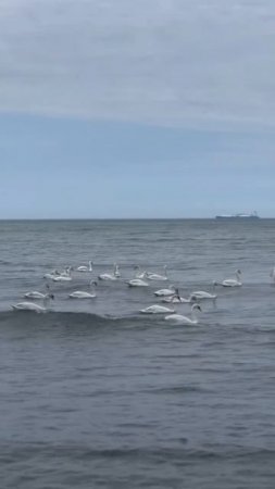 Плавать в море с лебедями - ✅