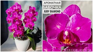 Phal. Judy Diamond 💕  Домашнее цветение ароматной голландской орхидеи бабочки | Обзор сорта 🌸