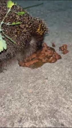 Покормили ежика👍❤🦔