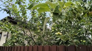 СОЗРЕВАЮТ ЯБЛОКИ В ГОРЯЧЕМ КЛЮЧЕ🍏