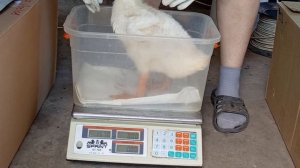 ВЗВЕШИВАНИЕ мускусных утят в месяц. Разница в весе птицы на племя и на мясо.