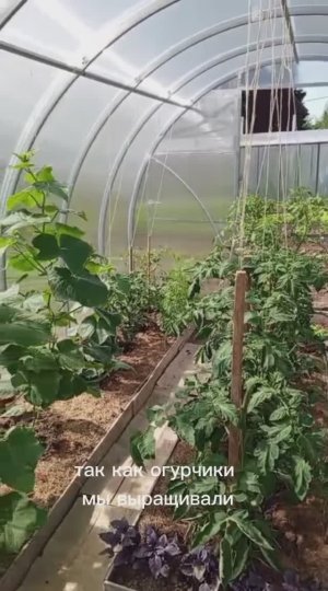 Теплица Сигма Люкс на дачном участке.