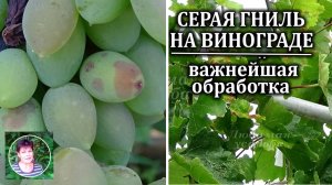Важнейшая обработка винограда от серой гнили и милдью в момент смыкания ягод в кисти
