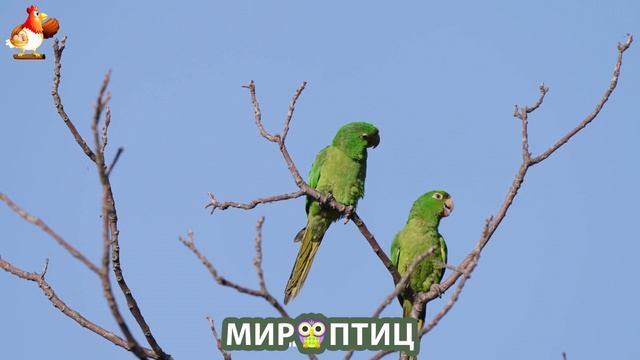 Мир птиц – красота и грация пернатых созданий Природы 🦩🦚🦜 Выпуск (236) 🦉🐦🐤
