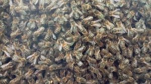 Пойман рой пчёл