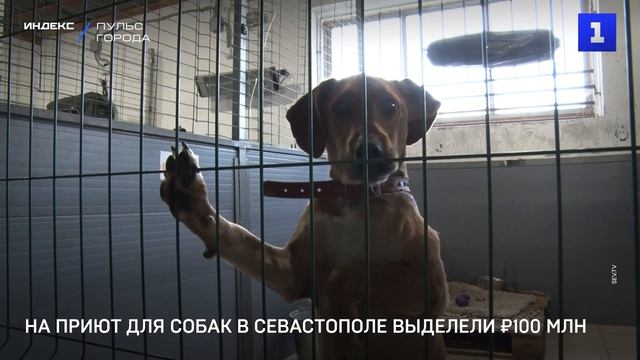 На приют для собак в Севастополе выделели 100 млн руб.