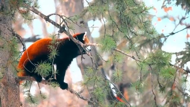 Покой природы под аккомпанемент тёплого ветра – Часть 18