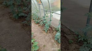 Прививки арбузов и дынь (часть 2)