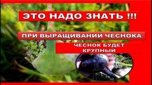 Чтобы головка чеснока была крупной я делаю так ! Что надо знать при Выращивание ЧЕСНОКА.