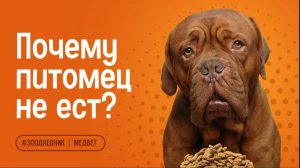 Почему питомец не ест? Причины и что делать владельцу 🐶🐱
