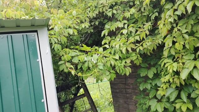 Отдыхаем на даче перед отпуском.
