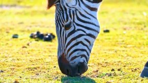 Небо, деревья и вечная мелодия безмятежности – Часть 8