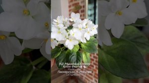 НД-Мышиный Король и АВ-Цветочные Лабиринты - ничего общего, кроме обожания и ощущения ценности