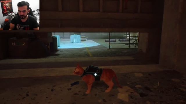 Так и знал... Stray -3