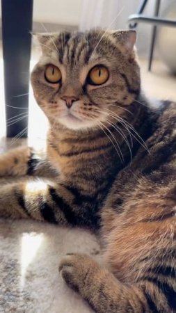 УТРЕННЕЕ ПРОБУЖДЕНИЕ🐯ЗАВТРАК И НАСЛАЖДЕНИЕ СОЛНЫШКОМ