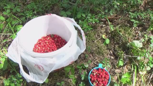 Ленточный бор г. Барнаула. Сбор лесной земляники.