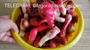 Редис размером с картошку. Отзыв на редис 18 дней. Фото и видео редиса. Какую редиску купить