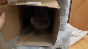 В коробке бывает интереснее чем в моём домике) Ну а что, у вас так же?