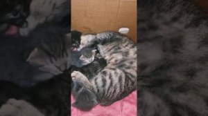 У нашей Искорки КОТЯТА! Кому котёнка?