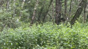 За мной следят в лесу?!!  Что делать?